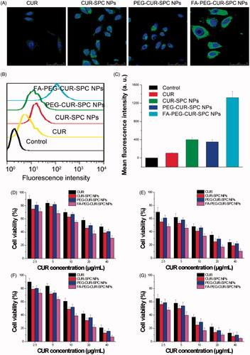 Figure 5. (A) In vitro cellular uptake of HeLa cells incubated with free CUR, CUR-SPC NPs, PEG-CUR-SPC NPs and FA-PEG-CUR-SPC NPs examined by confocal laser scanning microscopy after 4 h incubation. Blue signal, DAPI; green signal, CUR. (B) Flow cytometry histogram profiles of HeLa cells incubated with free CUR, CUR-SPC NPs, PEG-CUR-SPC NPs and FA-PEG-CUR-SPC NPs for 4 h. (C) Quantitation of mean fluorescent intensity of free CUR, CUR-SPC NPs, PEG-CUR-SPC NPs and FA-PEG-CUR-SPC NPs in HeLa cells by flow cytometry. Data were presented as mean ± SD. (n = 3, *p < 0.05). (D, E) In vitro cell viability of HeLa cells incubated with free CUR, CUR-SPC NPs, PEG-CUR-SPC NPs and FA-PEG-CUR-SPC NPs at different concentrations (0.01, 0.05, 0.1, 0.5 and 1 mg/mL) for (D) 24 and (E) 48 h. (F, G) In vitro cell viability of Caco-2 cells incubated with drug-free CUR-SPC NPs and drug-free PEG-CUR-SPC NPs at different concentrations (0.01, 0.05, 0.1, 0.5 and 1 mg/mL) for (F) 24 and (G) 48 h.