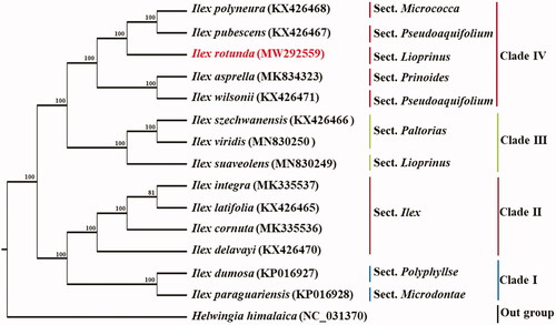 Figure 1. Phylogenetic tree based on the cp genome sequences of Ilex rotunda and 13 other species (contain 1 outgroup). Section names were displayed in the right side of phylogenetic tree (Su et al. Citation2020). Numbers on the nodes indicate bootstrap values.