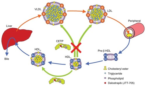 Figure 5 The effects of dalcetrapib on CETP-mediated cholesterol transport.