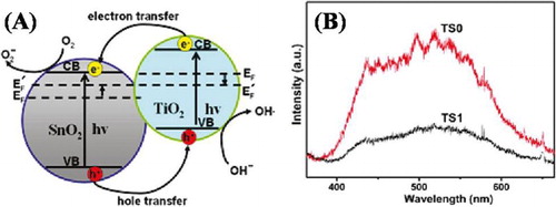 Figure 17. (A) Schematic diagram showing the energy band structure and electron–hole pair separation in the SnO2/TiO2 heterostructure. (B) PL emission spectra of TS0 and TS1. Adapted from reference ( Citation59) with permission. Copyright 2009, American Chemical Society.
