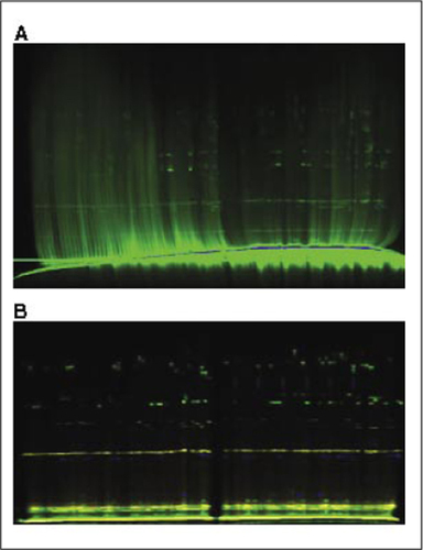 Figure 1. Effect of Sephadex filtration on the quality of gel-based analysis of microsatellite PCR products.Shown are two 96-lane gels of the same microsatellite reactions (A) without filtration and (B) following Sephadex filtration. Each lane represents a multiplex of six microsatellite loci. Amplifications were performed as described in Reference (Citation3) using DNA from collared lizards (Crotaphytus collaris).