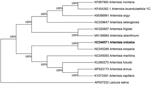 Figure 1. Neighbour-joining (NJ) analysis of A. ordosica and other related species based on the complete chloroplast genome sequence. Lactuca sativa (AP007232) was set as the outgroup. All other sequences were downloaded from NCBI GenBank.