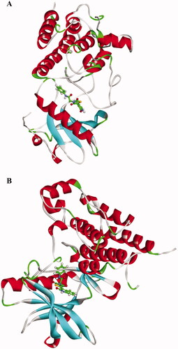 Figure 15. Compound 13-VEGFR-2 complex structures at (A) 1 ns, (b) 100 ns.