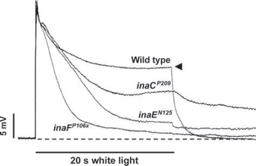 Figure 2. Intracellularly recorded photoreceptor responses of ina mutants and wild type. Photoreceptor responses to 20-s white stimuli recorded intracellularly from flies of the indicated genotypes are presented superposed on each other. In wild type, the response rapidly declines to a steady-state level (filled arrowhead), which depends on the intensity of the light stimulus, and remains there for the rest of the stimulus. This is a wellknown adaptation response of photoreceptor to the light. In the ina mutants, on the other hand, the decline in amplitude (inactivation)that began at the onset of stimulus continues throughout the stimulus with the time course and the extent of decay depending on the mutant. The kinetics of decay can be complex in some mutants (inaC). Thus, the ina photoreceptor responses tend to terminate prematurely. The premature termination phenotype of a strong ina mutant, such as inaFP106x, closely resembles that of null trp (transient receptor potential) mutants.