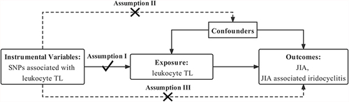 Figure 1 Mendelian randomization model of leukocyte TL and risk of JIA and JIA-associated iridocyclitis. The study design is under the assumption that genetic variants are directly associated with TL, but not indirectly with TL and not directly with confounders, that is, the instrumental variables influence JIA and JIA-associated iridocyclitis only directly through TL.