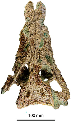 Figure 10. Kalthifrons aurivellensis, SAMA P35062, holotype, skull in dorsal view.