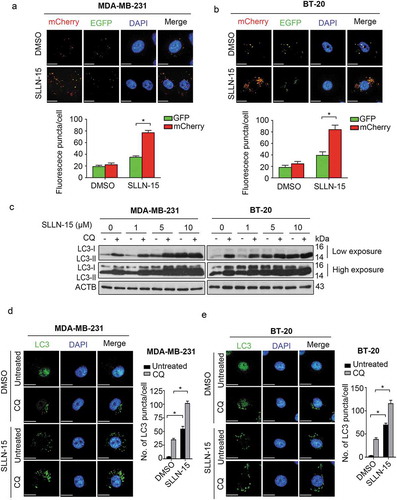 Figure 3. SLLN-15 promoted autophagy flux in breast cancer cells. (a) MDA-MB-231 and (b) BT-20 cells were transiently transfected with mCherry-GFP tandem fluorescent-tagged LC3 (mCherry-GFP-LC3) for 24 h and treated with either DMSO or 10 μM SLLN-15 for another 24 h. Then, cells were fixed and stained with DAPI (blue); scale bar: 20 μm (top). Quantification of the number of fluorescent puncta exhibiting green (GFP) or red (mCherry) fluorescence per cells (bottom) (mean ± SEM, n = 5 cells, *p < 0.05). (c) Lysate from MDA-MB-231 and BT-20 cells treated with DMSO or 10 μM SLLN-15 alone or in combination with 10 μM chloroquine (CQ) for 24 h were immunoblotted with antibodies against LC3B and ACTB/β-actin (internal control). (d) MDA-MB-231 and (e) BT-20 cells were treated with either DMSO or 10 μM SLLN-15 in the presence or absence of CQ for 24 h, fixed and stained with anti-LC3 antibody (green) and with DAPI (blue); scale bar: 20 μm (left). Quantification (right) shows the average number of LC3 puncta per cells (mean ± SEM, n = 30 cells from 3 independent experiments, *p < 0.05).