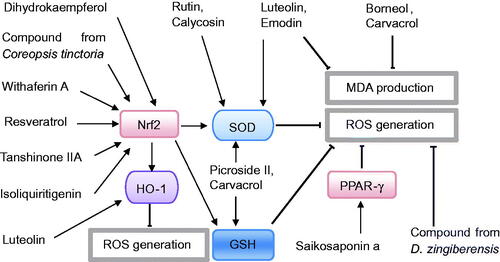 Figure 3. Potential signalling pathways of phytochemicals with antioxidative effects against acute pancreatitis.