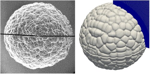 Figure 8. Experimental flame with 60 mm of equivalent radius from Goulier, Comandini, et al. (Citation2017) (Left), and numerical results of the present work (Right), representing the flame pattern for 20% molar fraction of H2/air at 60 mm of equivalent radius.