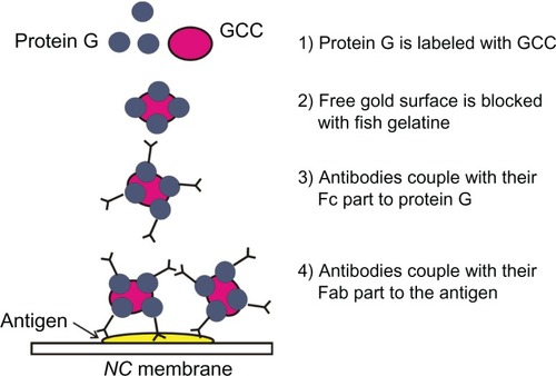 Figure 1 Scheme of stabilization of GCC using protein G.