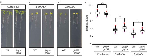 Figure 1. Root elongation in jmj30 jmj32 double mutants is less sensitive to ABA. (A–C) Representative images of wild-type (WT) and jmj30-2 jmj32-1 plants in the absence and presence of ABA. Wild-type and jmj30-2 jmj32-1 seeds were sown on half-strength MS with 1% sucrose and stratified at 4°C for 3 days. Plants were grown under 24 h of light for 3 days and then transplanted onto half-strength MS plates with 1% sucrose supplemented with 0 µM ABA (A), 5 µM ABA (B), or 10 µM ABA (C) and grown vertically under 24 h of light for an additional 7 days. Bar = 1 cm. (D) Quantification of root length in wild-type and jmj30-2 jmj32-1 plants shown in (A–C). Asterisks indicate significant differences based on two-tailed Student’s t-test; p < .01; NS, nonsignificant. Values represent mean ± SD of 24 plants.