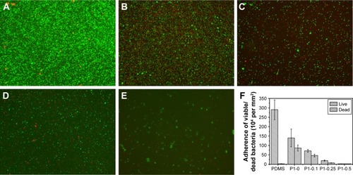 Figure 7 Fluorescent microscopy images of live/dead staining of S. aureus.Notes: (A) Pristine PDMS, (B) p (DMAEMA+), (C) p (DMAEMA+-co-0.10 MPC), (D) p (DMAEMA+-co-0.25 MPC), and (E) p (DMAEMA+-co-0.50 MPC)-modified PDMS at 72 hours. The green color indicates live bacteria, and the red color indicates dead bacteria, under fluorescence microscopy (the magnification is 10×). (F) Adherence of the live/dead bacteria cell density on the surfaces.Abbreviations: S. aureus, Staphylococcus aureus; PDMS, poly(dimethyl siloxane); p (DMAEMA+-co-MPC), (2-(dimethylamino)-ethyl methacrylate-co-2-methacryloyloxyethyl phosphorylcholine); MPC, 2-methacryloyloxyethyl phosphorylcholine; DMAEMA, 2-(dimethylamino)-ethyl methacrylate.