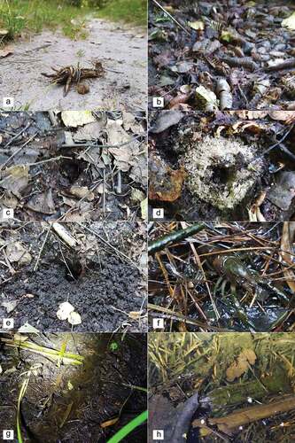 Figure 4. Indications of Procambarus virginalis in the terrestrial and littoral zone: intact dead specimens found on forest roads (a); dead crayfish in freshly dried ditch (b); crayfish burrows: in compacted forest soil (c), in moist sand soil (d), in moist clay (e), in leaves litter (f); used crayfish migration channels connecting puddles in wet the ditch (g, h).