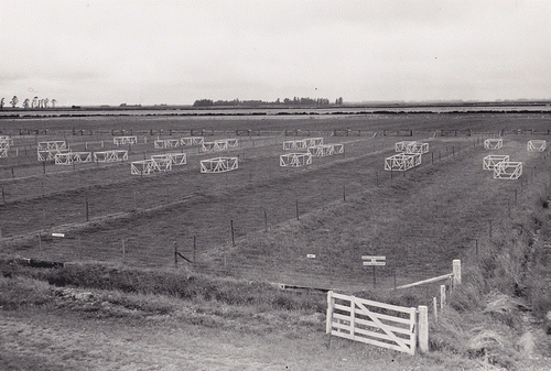 Figure 5  Response of pasture to irrigation trial during 1954 with the wooden grazing prevention frames and each border-strip individually fenced. An identical layout was used on the superphosphate requirements of irrigated pasture trial.