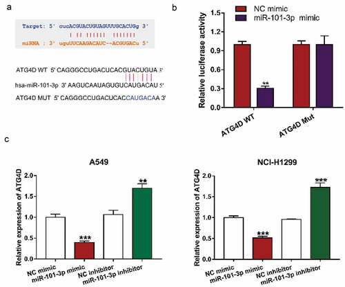 Figure 3. MiR-101-3p could interact with ATG4D mRNA