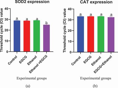 Figure 5. Effect of EGCG on expression of (a) SOD-2 and (b) CAT genes using 0.06 as baseline. Results were analyzed using one way ANOVA and expressed as mean ± SD. Turkey’s multiple comparisons test at confidence level of 95% was used to compare mean of each group with mean of every other group. Bars with different letters were statistically different (p < 0.05). Bars with the same letters are not statistically different (p < 0.05).