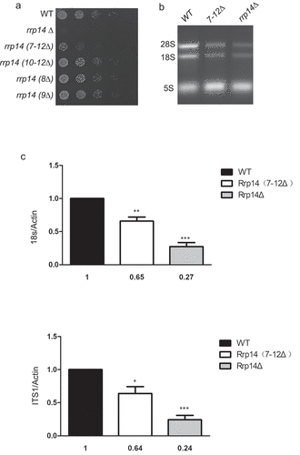 Figure 5. a. Deletion of the motif(7-RINAWN-12) responsible for the interaction of Rrp14 with Pol5 causes the cells to grow slowly. Strains harboring the indicated mutations in Rrp14 and WT strains were diluted to 0.1(OD595). Following serial five-fold dilution, the cells were plated onto YES plates and a photo was taken after 48-h incubation at 32°. b.The 28s and 18s rRNA levels in the rrp14Δ and rrp14(7–12Δ) strains were significantly decreased compared to those of the WT strain. The total RNAs from WT, rrp14Δ, and rrp14(7–12Δ) strains were extracted and stained with ethidium bromide after running on 2.0% agarose gel. c. The results of qRT-PCR analysis for the PCR products corresponding to the 18sRNA and ITS1. The bar graph illustrates the amount of 18sRNA/Actin and ITS1/Actin in rrp14Δ (gray columns), and rrp14(7–12Δ)(white columns) normalized to the values in WT cells (black columns). The values obtained are presented as the mean N ± SEM based on the results of three independent experiments.