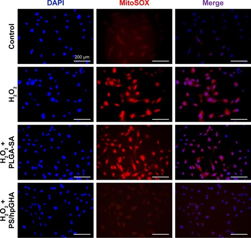 Figure 6 H2O2 treatment causes superoxide generation in HUVECs.Notes: MitoSOX levels were evaluated in HUVECs using MitoSOX Red. HUVECs were treated with PBS (control), H2O2, H2O2 + PLGA-SA, and H2O2 + PS/hpGHA NP for 2 hours (blue = DAPI, red = MitoSOX).Abbreviations: HUVEC, human umbilical vein endothelial cell; MitoSOX, mitochondrial superoxide; NP, nanoparticle; PLGA, poly (lactide-co-glycolide); PS, poly (lactide-co-glycolide)-stearylamine; SA, stearylamine.