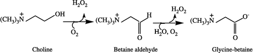 Scheme 1 Oxidation of choline by choline oxidase.