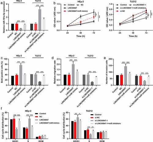 Figure 4. LINC00847 promotes LSCC cell proliferation, migration, invasion, and cell cycle by adsorbing miR-181a-5p A. qRT-PCR was employed to detect the transfection efficiency of the co-transfection of LINC00847 overexpression plasmids and miR-181a-5p mimics, and of the co-transfection of si-LINC00847-1 and miR-181a-5p inhibitors. B&C. CCK-8 and BrdU assays were conducted to detect LSCC cell proliferation. D&E. Scratch wound healing assay and Transwell assay were used to detect LSCC cell migration and invasion. F. Flow cytometry assay was conducted for detecting LSCC cell cycle progression. * P < 0.05, ** P < 0.01, and *** P < 0.001.