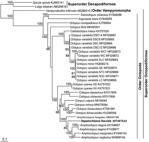 Figure 1. Maximum-likelihood (ML) phylogeny based on the complete mitochondrial genomes from the octopuses belonging to the superorder Octopodiformes. The nucleotide sequence matrix included the three codon positions of the 13 protein-coding genes. A bootstrap value above 50% in the ML analysis is indicated at each node. Hapalochlaena fasciata analyzed in this study is shown in bold.