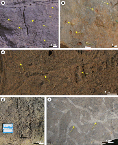Figure 5. Ichnofossils from the Taiyuan Formation in Yuzhou, Jiaozuo and Fucheng areas. (a, b) Skolithos isp. from the limestone (L2) of Yuzhou; (c) Taenidium satanassi from the limestone (L5) of Jiaozuo; (d) Teichichnus rectus from the limestone (L3) of Fucheng; (e) Thalassinoides suevicus from the limestone (L4) of Jiaozuo.