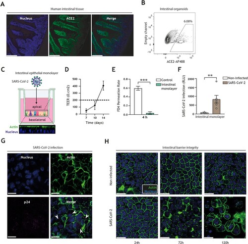 Figure 1. SARS-CoV-2 pseudovirus infects human intestinal monolayers and disrupts intestinal barrier integrity. (A) ACE2 expression (green) in human intestinal tissue, determined by fluorescence microscopy. Nuclei (DAPI) are shown in blue. Scale bar = 166 micron. Representative of n = 2. (B) ACE2-positive cells in 3D organoid cultures derived from human intestinal tissue, determined by flow cytometry. Representative of n = 3. (C) Graphical representation of the intestinal organoid monolayer infection model, including representative confocal images of a top view and side view of the monolayer resting on a 3.0 micron pore 24-well transwell insert. Actin (Phalloidin) is shown in green and nuclei (DAPI) in blue. (D) TEER values of intestinal epithelial monolayers were measured at 7, 10, and 14 days of culture. Broken line indicates TEER value of 200 Ω.cm2, n = 6 donors. (E) FD4 permeability of intestinal epithelial monolayers cultured for 14 days and measured at 4 h post-FD4 addition in n = 4 donors. Permeability is expressed as FD4 permeation rate: FD4 basolateralt=4(μg)/FD4 apicalt=0(μg) (see supplementary material M2). Controls are transwell membranes without monolayers. ***P < 0.001, Unpaired t-test. (F) Viral infection of intestinal epithelial monolayers, determined by luciferase activity (Relative light units, RLU). Intestinal epithelial monolayers cultured to TEER >200 Ω.cm2 prior to exposure to SARS-CoV-2 pseudovirus for 5 days. Open circles represent individual donors, n = 6 donors. **P < 0.0052, unpaired t-test. (G) SARS-CoV-2 infection of intestinal epithelial monolayers, determined by confocal imaging. SARS-CoV-2 pseudovirus particles (Mouse IgG1 anti-p24) are shown in magenta, actin (Phalloidin) is shown in green and nuclei (DAPI) in blue 5 days post-inoculation. Scale bar = 15 micron, representative of n = 3. (H) Changes in morphology of intestinal epithelial monolayers upon infection for 24, 72, or 120 h with SARS-CoV-2 pseudovirus, determined by confocal microscopy. Actin (Phalloidin) is shown in green and nuclei (DAPI) in blue. Scale bar = 15 micron, representative of n = 2 donors.