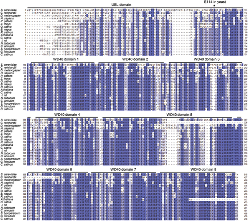 Figure 2. Multisequence alignment of NLE. alignment of NLE protein sequences from representative organisms labeled on the left. The UBL domains and WD40-repeat domains are labled on the sequences. A conserved E (E114 in yeast) residue which is critical for contacting with the MIDAS domain is highlighted using a asterisk.