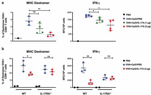 Figure 4. Absence of a direct effect of IL-17A on the CD8+ T-cell responses induced by OVA/CpG. (a) C57BL6/J mice were immunized i.v. with PBS or 100 µg OVA and CpG-B. They received i.p. injections of PBS or IL-17A (1 μg or 3 µg) one day before immunization and then every day for one week. Seven days after immunization, the anti-OVA CD8+ T-cell response was assessed by SIINFEKL/H-2Kb dextramer staining (MHC Dextramer) and IFN-γ ELISPOT (IFN-γ). The results are expressed as the percentage of SIINFEKL/H-2Kb dextramer+ among total CD8+ splenocytes for dextramer staining and IFN-γ spot-forming cells (SFC) per 106 splenocytes for ELISPOT. (b) C57BL6/J and IL-17RA deficient recipient mice were injected with CFSE-labeled (10 µM) OT-1 cells (5.105) isolated from the spleens of OT-1 Rag1KO transgenic mice (95% purity). Twenty-four hours later, recipient mice received a single i.v. injection of PBS or OVA and CpG-B. They received i.p. injections of PBS or IL-17A (3 µg) one day before immunization and then every day for four days. Mice were euthanized at day 5 after immunization and the anti-OVA CD8+ T cell response assessed by SIINFEKL/H-2Kb dextramer staining (MHC Dextramer) and IFN-γ ELISPOT (IFN-γ). Results are representative of two independent experiments and each dot represents an individual mouse. The mean ± SEM is shown for each group. ns: non-significant, *p < .05, **p < .01, as determined by the unpaired Student’s t-test.