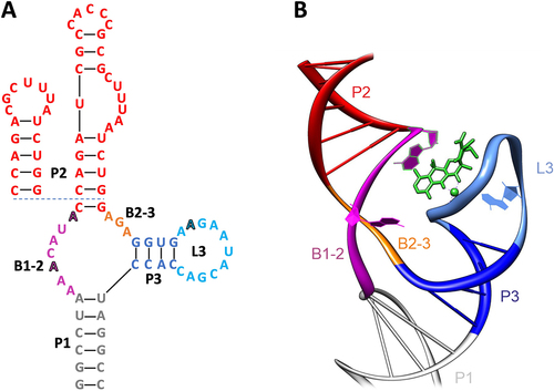 Figure 1. Depiction of the tetracycline aptamer cb32 in (A) 2D and (B) 3D. The scaffold of the aptamer is comprised of the three stems P1 (grey), P2 (red) and P3 (blue). The sequences of the basal stem P1 and the stem P2 can be fully exchanged (see minimer variant, inlet) and are only required as a scaffold for the structure. The stems are connected via the bulges B1–2 (purple) and B2–3 (orange), which together with the loop L3 (light blue) form the binding pocket for tetracycline (green). Nucleotides relevant for tetracycline binding have been highlighted.