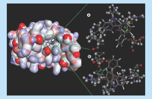 Figure 4.  Docking complex of 14a with IL-6.(A) Structural conformational changes before MD simulation. (B) Structural conformational changes after MD simulation: Back bone of active site domain complex, which indicates the contraction of ligand with amino acids residue.MD: Molecular dynamic.