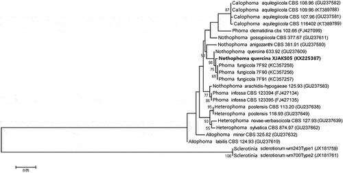 Fig. 4 Phylogenetic tree constructed with the nucleotide sequences of the TUB 2 gene of isolates from 12 different Phoma species, including one new isolate from this study (KX225387), retrieved from GenBank. Nucleotide sequences of the TUB2 gene of Sclerotinia sclerotiorum were used as the out-group taxon. The bar indicates nucleotide substitutions per site. Numbers of bootstrap support values ≥50% based on 1000 replicates.