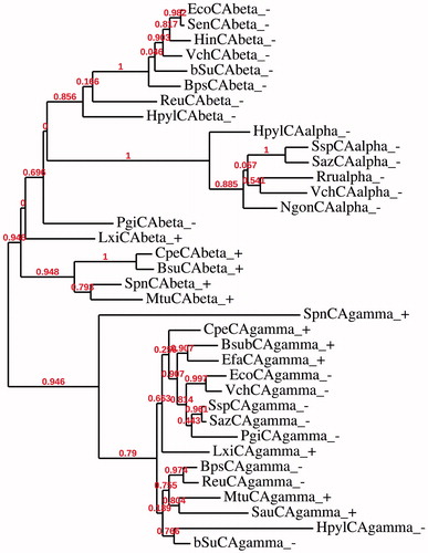 Figure 4. Phylogenetic analysis of the α-, β- and γ-CAs of the Gram-negative and -positive bacteria indicated in Table 1. The tree was constructed using the program PhyML 3.0. Branch support values are reported at branch point. Accession numbers of the amino acid sequences used in the phylogenetic analysis are given in Table 3.