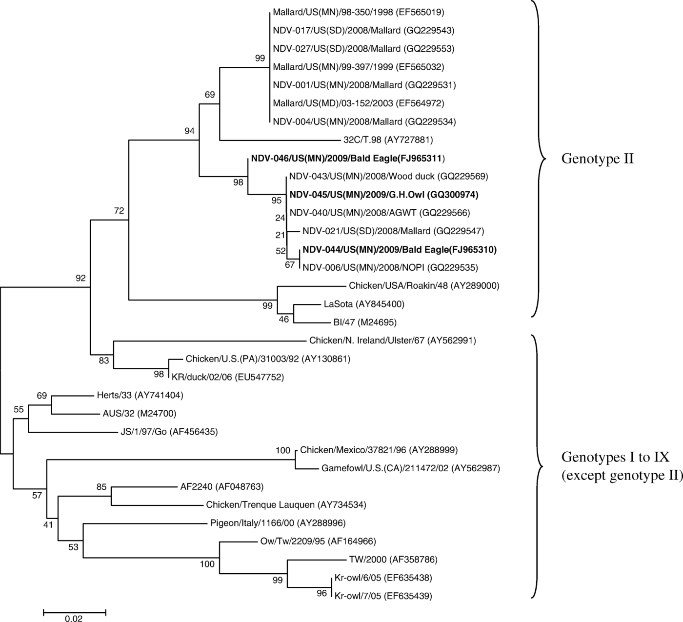 Figure 1.  Phylogenetic tree of the nucleotide sequences of NDV isolates (class II genotypes) based on nucleotides (based on positions 124 to 467 of AY727882) of the coding region of the F gene. GenBank accession numbers are included in parentheses. Strain names from the present study are in bold. Bootstrap values (500 bootstrap replicates) are shown on the tree.