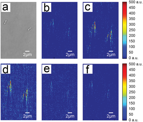 Figure 2. Time-differential plasmonic images of the binding process of two S. mutans cells to 1.0 mg/L sucrose. (a) A representative bright-field image. (b) The background image of S. mutans with the flow of PBS corresponding to the same cells as in (a). Time-differential plasmonic images captured during the association process at an earlier (c) and later (d) time point. Time-differential plasmonic images captured during the dissociation process at an earlier (e) and later (f) time point.