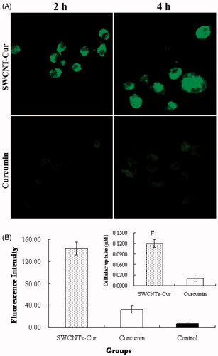 Figure 3. Cellular uptake of 40 μM curcumin (both native and SWCNT-Cur). (A) Confocal images of cells at different times. (B) Quantification of curcumin uptaken by PC-3 cells treated 4 h. #p < .05 vs. curcumin group.