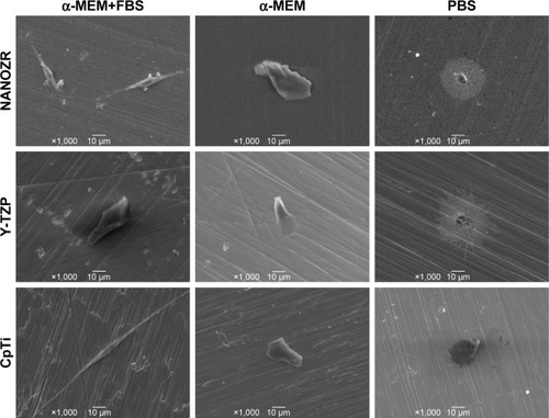 Figure 6 Scanning electron microscopy observation of MC3T3-E1 cells cultured in three different culture media: PBS, α-MEM, and α-MEM supplemented with 10% FBS, on all surfaces after 24 hours of incubation. Magnification: 1,000×.
