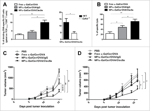 Figure 2. Co-encapsulation of α-GalCer and OVA in NP/Clec9a induces potent CTL and anti-tumor responses. (A) (right panel), WT Mice, previously injected with CFSE-labeled Rag2/OT-I cells, were s.c. inoculated with OVA (210 ng/mouse) and α-GalCer (5ng/mouse) either free or co-encapsulated in NP/IgG or NP/Clec9a. Three days later, the proliferation of CFSE-labeled Vα2 TCR+ CD8α+ in popliteal LNs was determined by flow cytometry (n = 5–7). Left panel, The same procedure was repeated but this time WT and Cd1d−/− mice were injected with NP/α-GalCer/OVA/Clec9a (n = 5). B, Six days after immunization, mice were transferred with CFSE-labeled SIINFEKL-primed (syngeneic target cells) and PKH-26-labeled unprimed (syngeneic control cells) splenocytes. Data represent the percentage of specific lysis (n = 5). C, Free or vectorized OVA (1.26 µg) and α-GalCer (30 ng) were injected s.c. in mice. Seven days later, mice were inoculated s.c. with OVA-expressing EG7 cells (2 × 105 cells/mouse). D, Mice previously reconstituted with Rag2/OT-I cells (5 × 106 splenocytes/mouse) were inoculated with OVA-expressing EG7 cells. One and 5 d later, mice were injected with free or vectorized OVA (210ng/mouse) plus α-GalCer (5ng/mouse). (C) and D, Tumor size was measured every 2 d (n = 8). A-D, One representative experiment out of at least 2 is shown. **P < 0.01, *P < 0.05 (a Kruskal–Wallis ANOVA (A, left panel and B) and a Mann–Whitney U test ((A, right panel, C- D, area under curve).