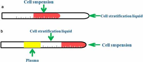 Figure 1. Display of the layering results of the cytocentrifuge tube. (a) the cell layering before centrifugation; (b) the cell layering after centrifugation).