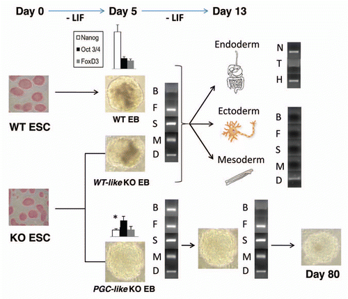 Figure 1 PrPC function during early ESC differentiation. Scheme showing gene expression and morphological differences during differentiation of WT and PrPC-null (KO) ESC. In the KO line, two EB populations (WT-like KO and PGC-like KO EBs) appeared when Leukemia Inhibitory Factor (LIF) was removed from the medium. The WT-like KO EBs developed in a similar way to WT EBs, showing a different Nanog expression on Day 5 of differentiation than the PGC-like KO EBs. This led to a complete differentiation into the three embrionary layers by Day 13, since all the early ectoderm (Nestin [N]), mesoderm (Brachiury [T]) and endoderm (Hnf3 [H]) markers were present and the majority of the PGC makers analysed (Bmp4 [B], Fragilis [F], Stella [S], Mvh4 [M] and Dazl [D]) were absent. On the other side, the PGC-like KO EBs expressed all the PGC makers analysed during the entire early differentiation, and this population retained its morphology even longer (80 days).