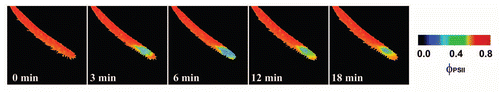 Figure 3 The response of effective quantum yield of photochemical energy conversion in photosystem II (ΦPSII) of Drosera capensis leaf to 1 µL of 15 M formic acid. The drop of formic acid was put on the leaf in time 10 seconds.