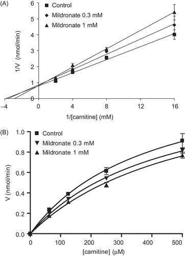 Figure 2.  Lineweaver–Burk (A) and Michaelis–Menten (B) kinetic plots for carnitine as the variable substrate at a range of two fixed mildronate concentrations. Points represent mean ± SEM (n = 3).
