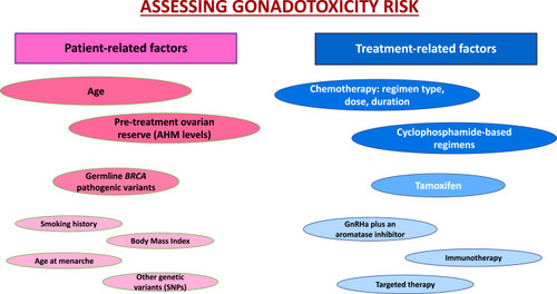 Figure 1 The most important factors affecting the gonadotoxicity risk in women with breast cancer patients receiving chemotherapy.