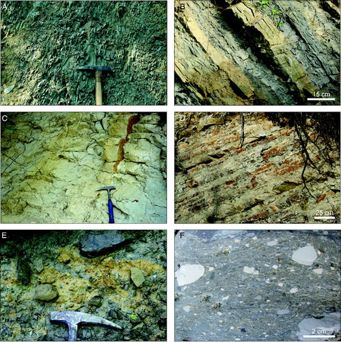 Figure 4. (A) Typical aspect of the gray calcareous hemipelagic Monte Piano marls (South of C. Valentino); (B) Alternating coarse-grained yellowish sandstone and burrowed gray-greenish mudstone of the Cardona Formation (ENE of C. Micheli); (C) Alternating yellowish sandstone and silty marl of the Antognola Formation (West of Piazzo); (D) Alternating brown-reddish silicified marl and silty marl of the Lower Pteropodi marls (West of Valletta); (E) Highly disordered block-in-matrix fabric of the Polygenetic argillaceous breccias showing differently shaped blocks of limestone, sandstone, marl and siltstone that float with random distribution in a brecciated shaly matrix (NW of Gerbole). (F) Polished surface of a hand sample of the Polygenetic argillaceous breccias showing the isotropic texture of the matrix (about 1 km to the NE of Moglietto).