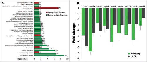 Figure 2. Down regulation of muscle and cytoskeleton genes in L535P animals. (A) (–log) of the p-value score of up regulated (red) and down regulated (green) genes following Gene Ontology (GO) Enrichment Analysis. Displayed are gene clusters involved in biological processes of stress response, transcription, animal locomotion, cytoskeleton organization, mitochondria function and muscle related processes. (B) Fold change comparison between RNA sequencing (RNAseq) experiments and quantitative PCR (qPCR) experiments. Error bars represent SEM. P values of the fold change between qPCR and RNAseq are: 0.12, 0.06, 0.44, 0.8, 0.2, 0.43, 0.19, 0.26 and 0.32, respectively.