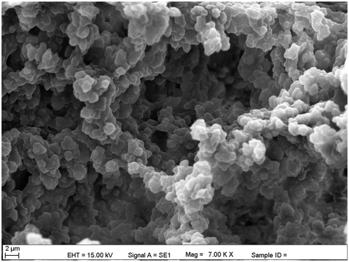 Figure 2. The SEM image of poly(HEMA-GMA)-PEI-Cu(II) cryogels.