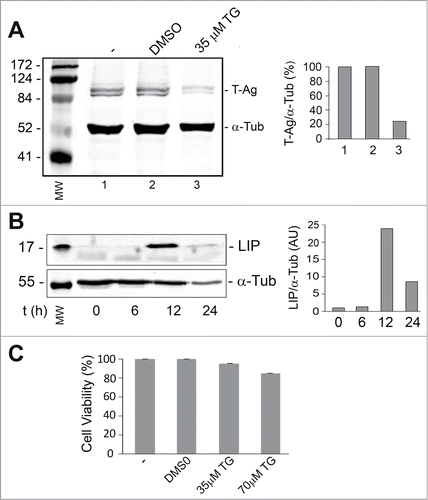 Figure 1. Effect of thapsigargin on the expression of LIP and T-Ag. BsB8 cells were treated with thapsigargin (TG) and then analyzed by Western blot for expression of T-Ag (A) and LIP (B) as described in Materials and Methods. The loading control was α-tubulin. The left-hand lane contains the molecular weight markers (MW). The effect of TG on BsB8 cell viability was measured by MTT assay (C).