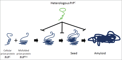 FIGURE 2. Model of heterologous prion protein inhibition of protein misfolding, nucleation and formation of amyloid. Normal cellular prion proteins, PrPc, bind with and take on the conformation of misfolded, protease resistant prion proteins PrPres. This process continues with leads to seeds of oligomers of misfolded proteins, which elongate and form amyloid deposits. Heterologous prion proteins inhibit this process. We hypothesize that the mechanism mediating this inhibition is that heterologous prion proteins bind directly to PrPC and PrPres and do not conform to the shape of PrPres, and block the progression of seed and amyloid formation.