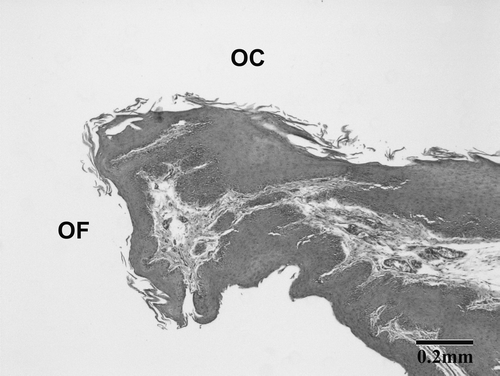Figure 4.  Photomicrograph of a haematoxylin and eosin-stained sagittal section of the oral cavity (OC) of a female stitchbird with an oral fistula. OF indicates the caudal edge of the oral fistula and the transition from the skin to the ventral oral mucosa.