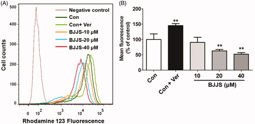 Figure 5. Effects of BJJS on transport activity of P-gp. Rhodamine 123, a typical P-gp substrate, was selected as the probe substrate to evaluate the efflux activity of P-gp. Rhodamine 123 accumulation in HepG2 cells was measured by flow cytometry. Data are expressed as percentage of control and represent the mean ± SD (n = 3). **p < 0.01 compared with the control group by using one-way ANOVA analysis.